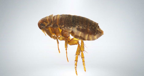 Flea exterminator