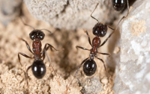 4-tips-choose-professional-ant-exterminator