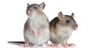 5-reasons-why-rats-mice-removal-is-important