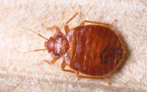 3 Pesky Pests that are Difficult to Remove Using DIY Techniques