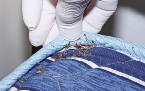 Bedbug-Treatment