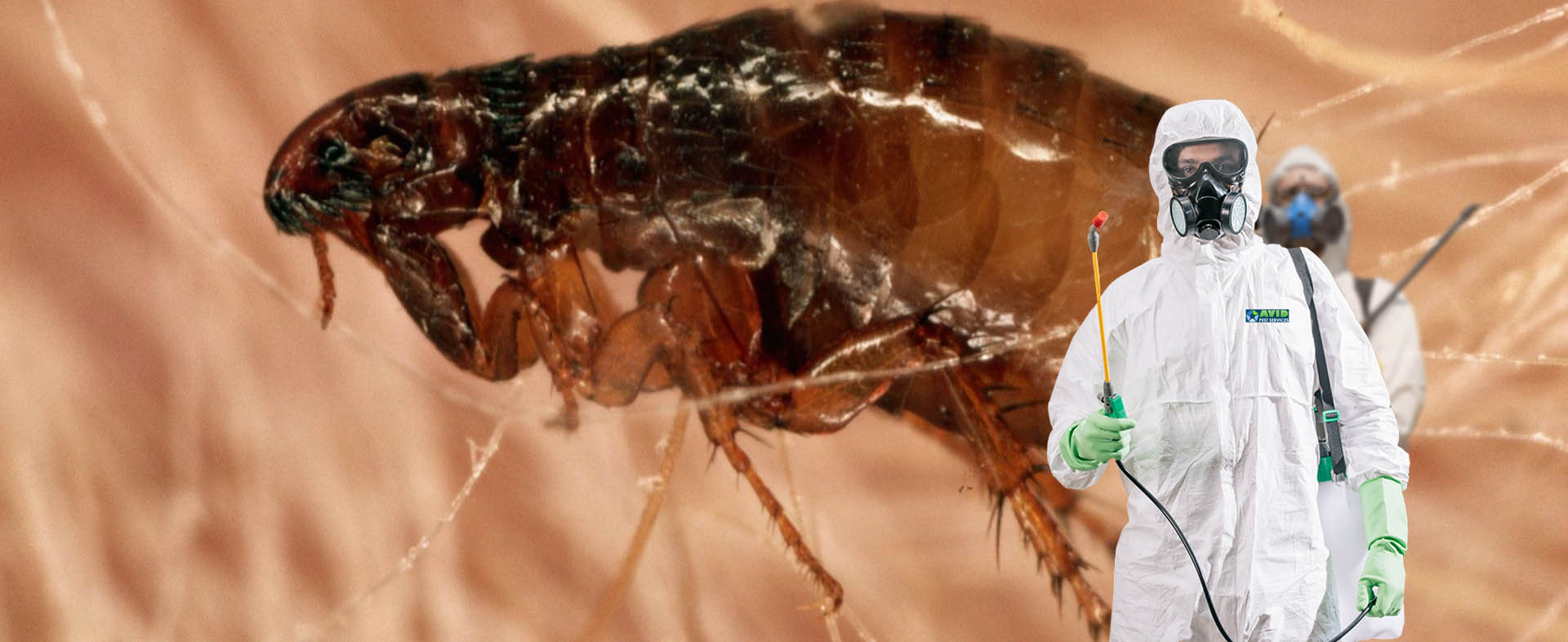 Flea Extermination