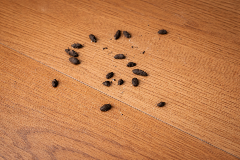 Mouse droppings on a floor.