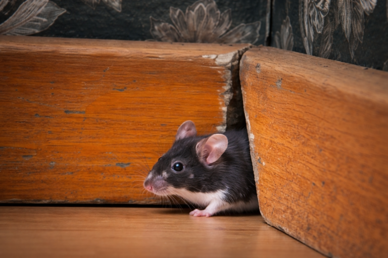 A mouse peeks it's head out from a gap in the baseboards.