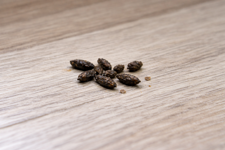 A close up of mouse droppings on the floor.