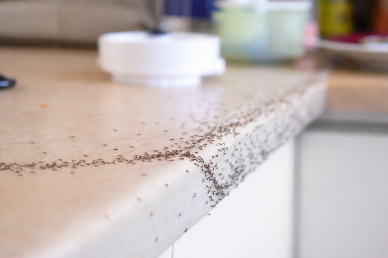 A group of small ants on a kitchen counter.