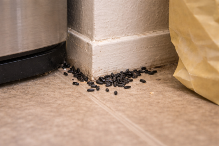 A pile of mouse droppings by the corner of a wall.