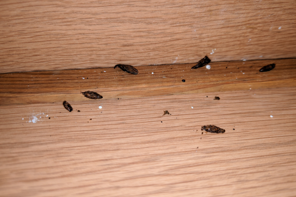 Mouse Droppings: What They Mean & Where to Look - Pest Control Services ...