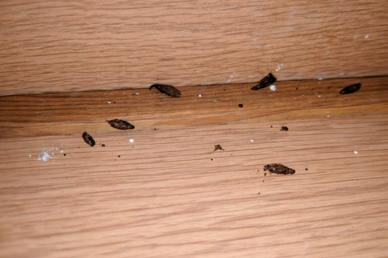 A close-up of mouse droppings under a sink.
