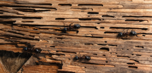 Carpenter ants crawl on a piece of damaged wood.