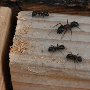 Carpenter ants crawling along a piece of wood.