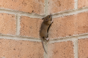 A mouse climbing a brick wall.