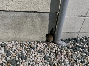 A mouse enters a building from a small exterior gap.