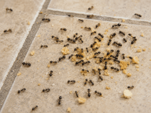 A group of ants swarming crumbs on a kitchen floor.