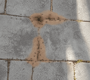 Ants gathering around ant hills in between the cracks of patio stones.
