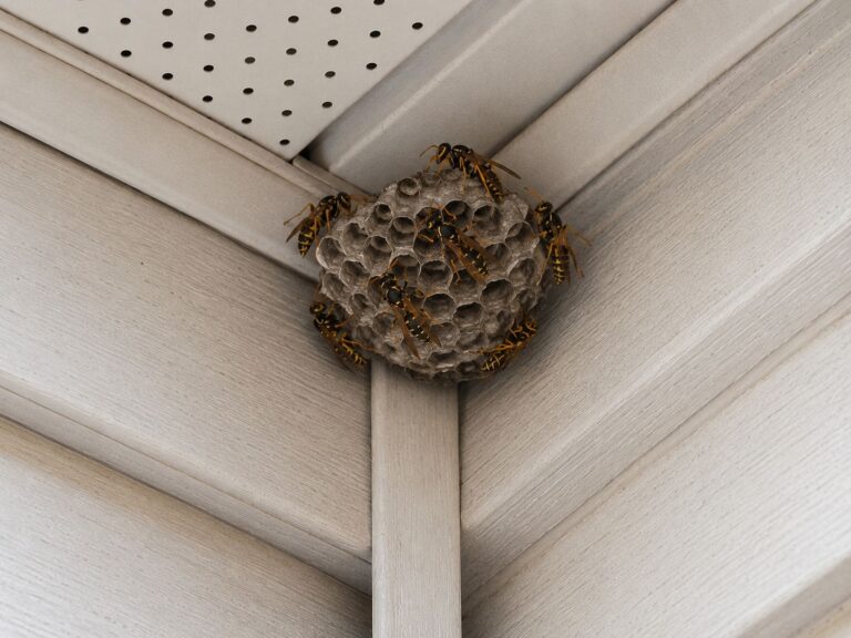 Wasps crawling on a paper nest in the corner of a soffit.