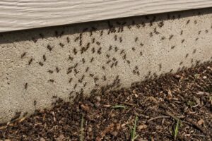 Multiple ants covering the foundation of a house.