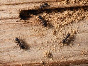 Carpenter ants walking along a piece of damaged wood, surrounded by frass.