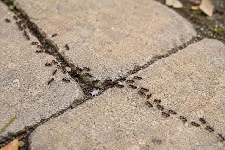A trail of ants on a pavement stone.