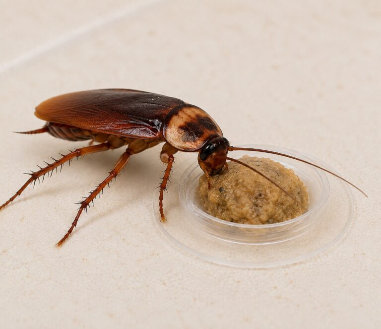 A cockroach eating bait from a bait station.