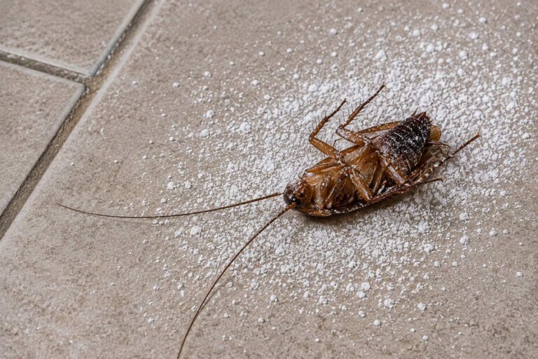 A dead cockroach on a floor covered in insecticide dust.