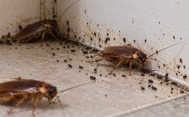 Cockroaches in a dirty corner covered in cockroach droppings.